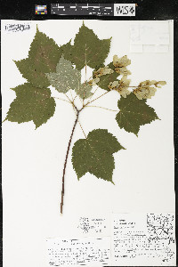 Acer spicatum image