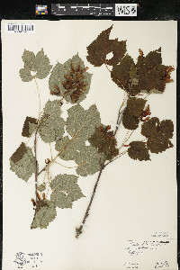 Acer spicatum image
