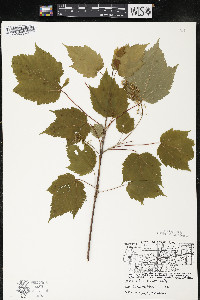 Acer spicatum image