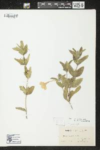 Ruellia humilis image