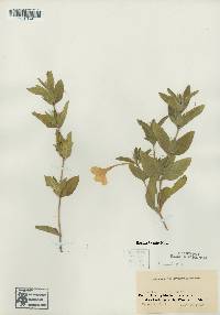 Ruellia humilis image