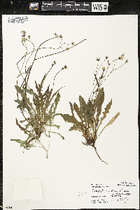 Crepis capillaris image