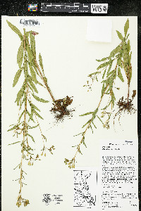 Oenothera perennis image