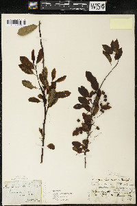 Ilex mucronata image