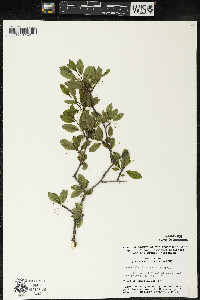 Ilex mucronata image