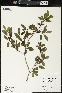 Ilex mucronata image