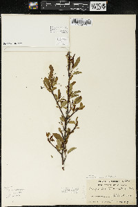 Ilex mucronata image