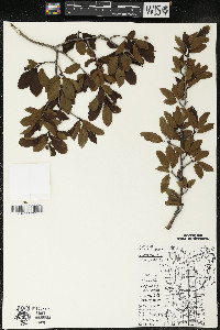 Ilex mucronata image