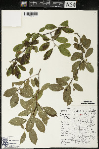 Ilex mucronata image