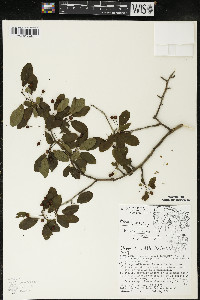 Ilex mucronata image