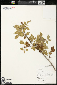 Rhus virens image