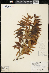 Rhus lanceolata image