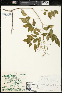 Rhus terebinthifolia image