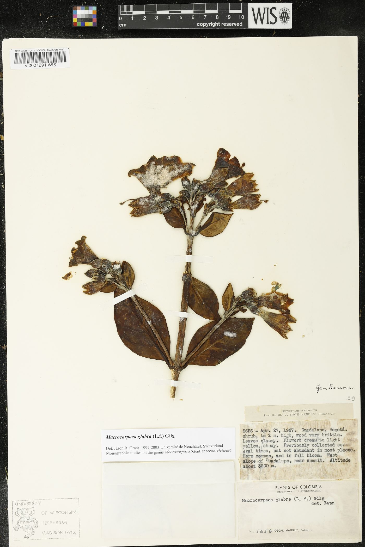 Macrocarpaea glabra image