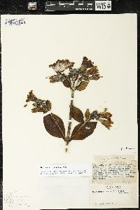 Macrocarpaea glabra image