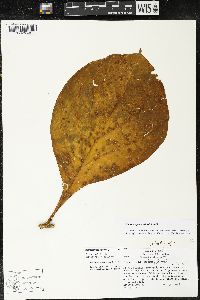 Macrocarpaea valerii image