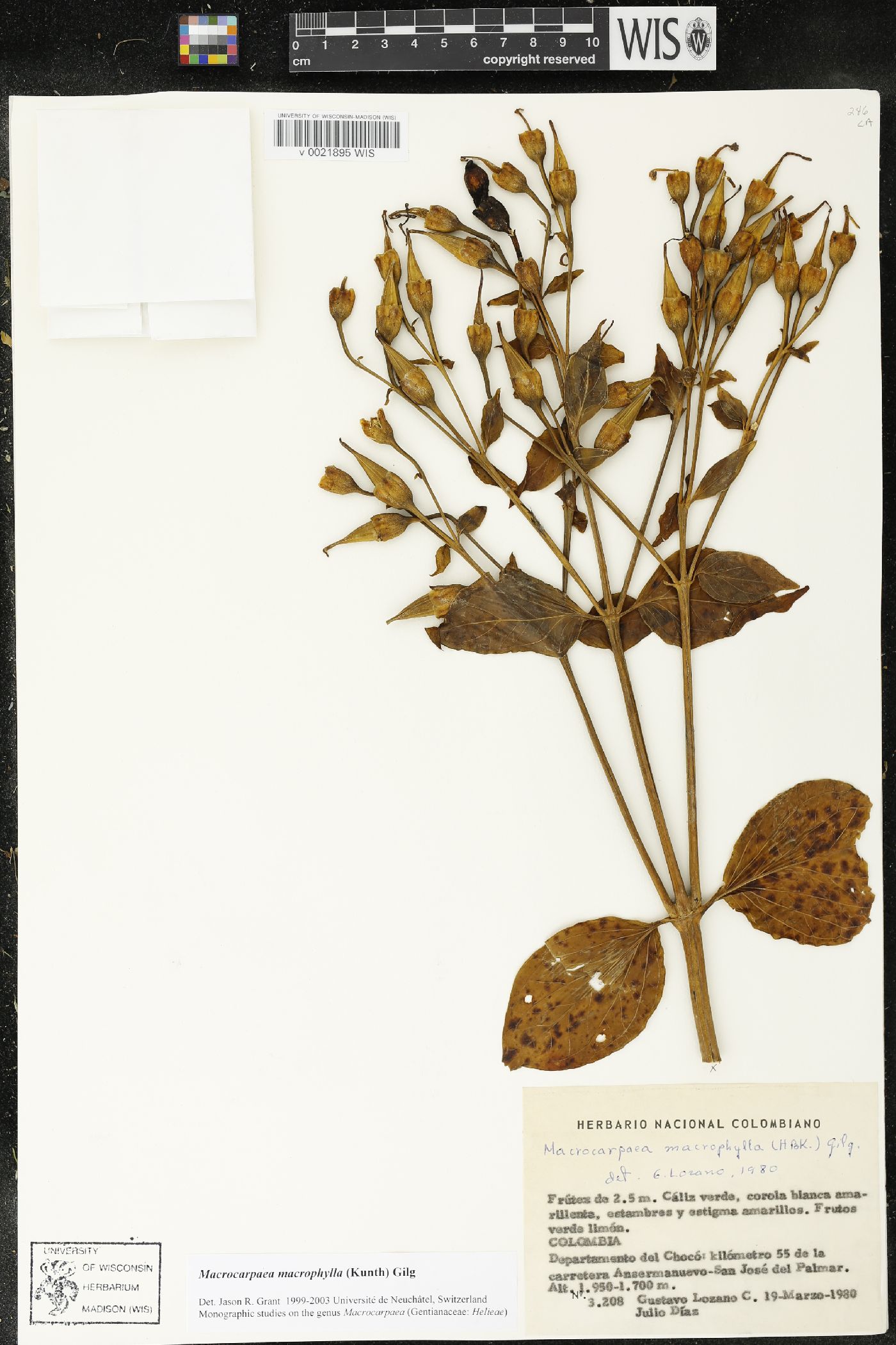 Macrocarpaea macrophylla image