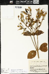 Media resource of Macrocarpaea macrophylla