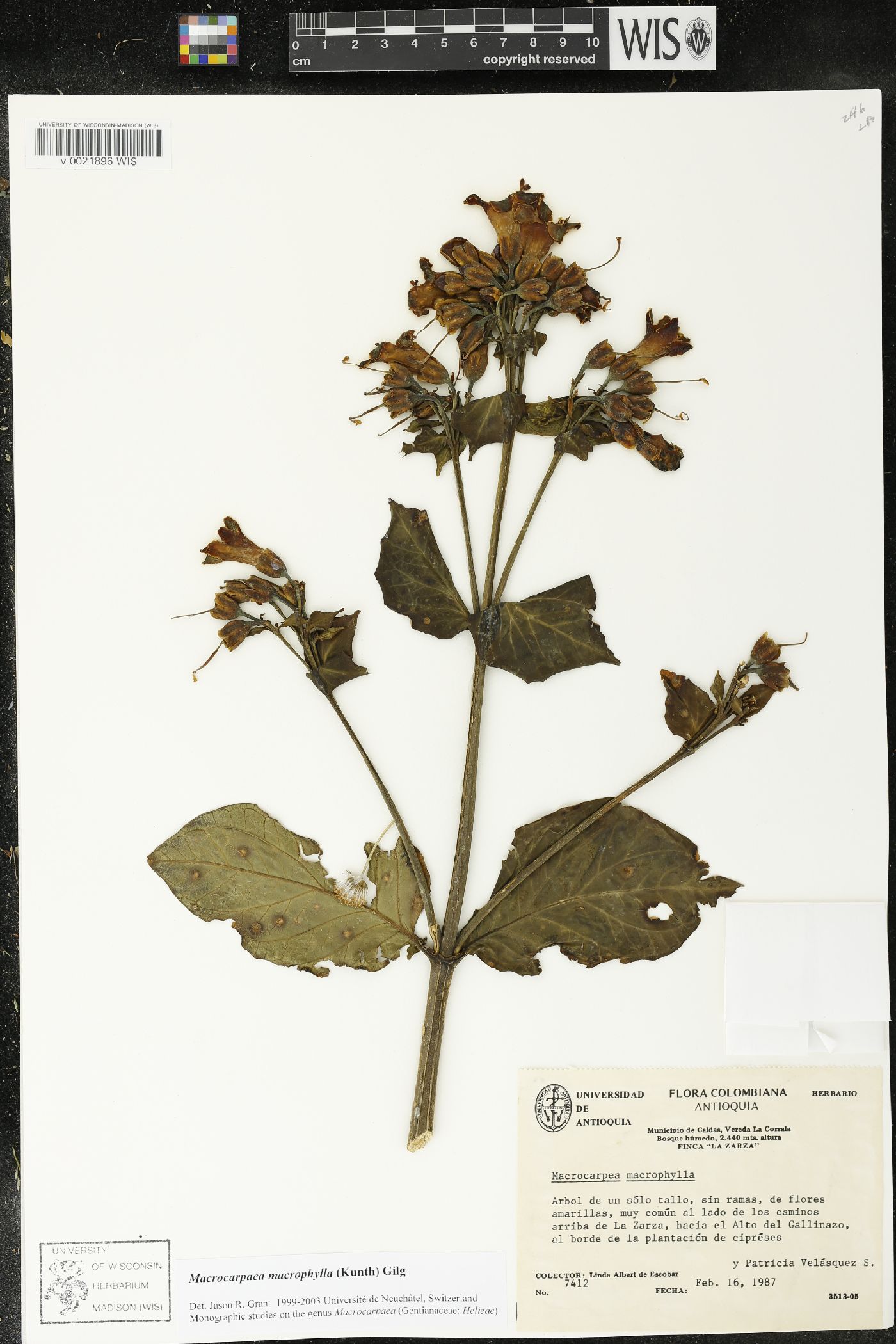 Macrocarpaea macrophylla image