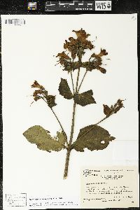 Macrocarpaea macrophylla image