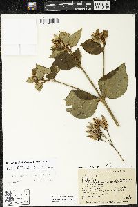 Media resource of Macrocarpaea nicotianifolia