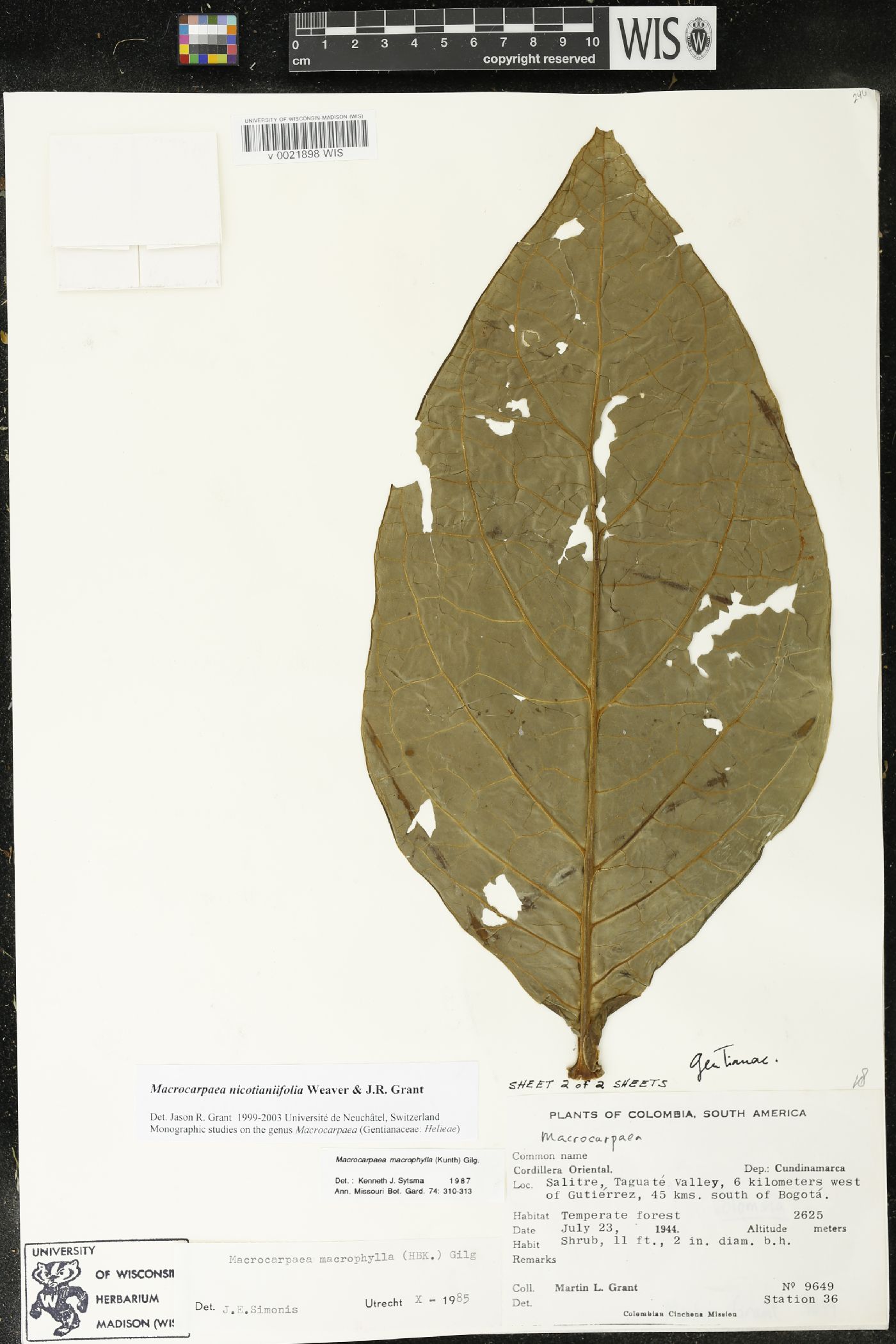 Macrocarpaea nicotianifolia image