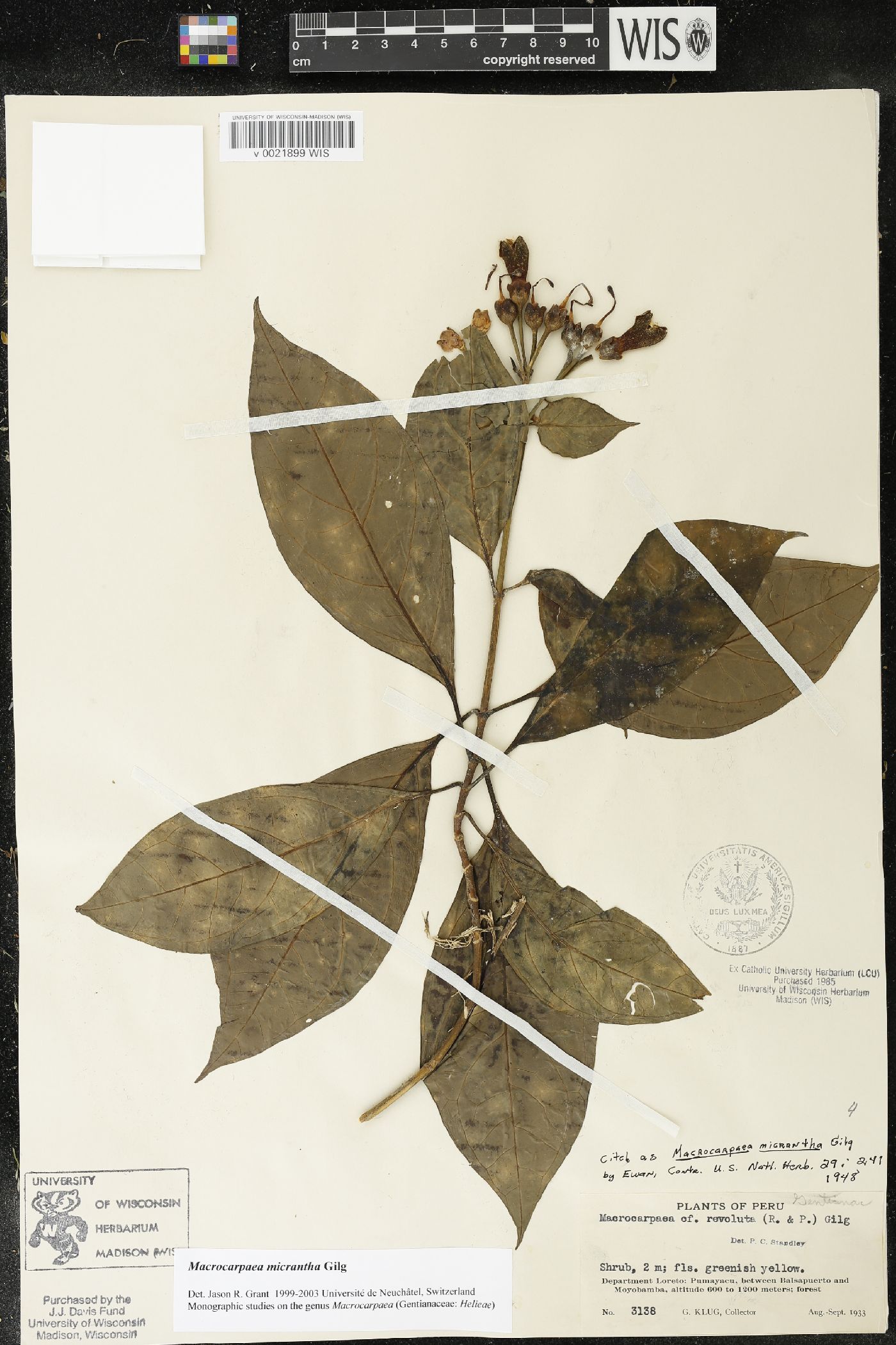 Macrocarpaea micrantha image