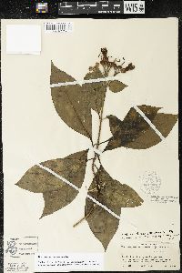 Media resource of Macrocarpaea micrantha