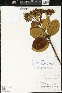 Macrocarpaea weaveri image