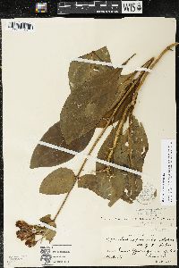 Macrocarpaea rubra image