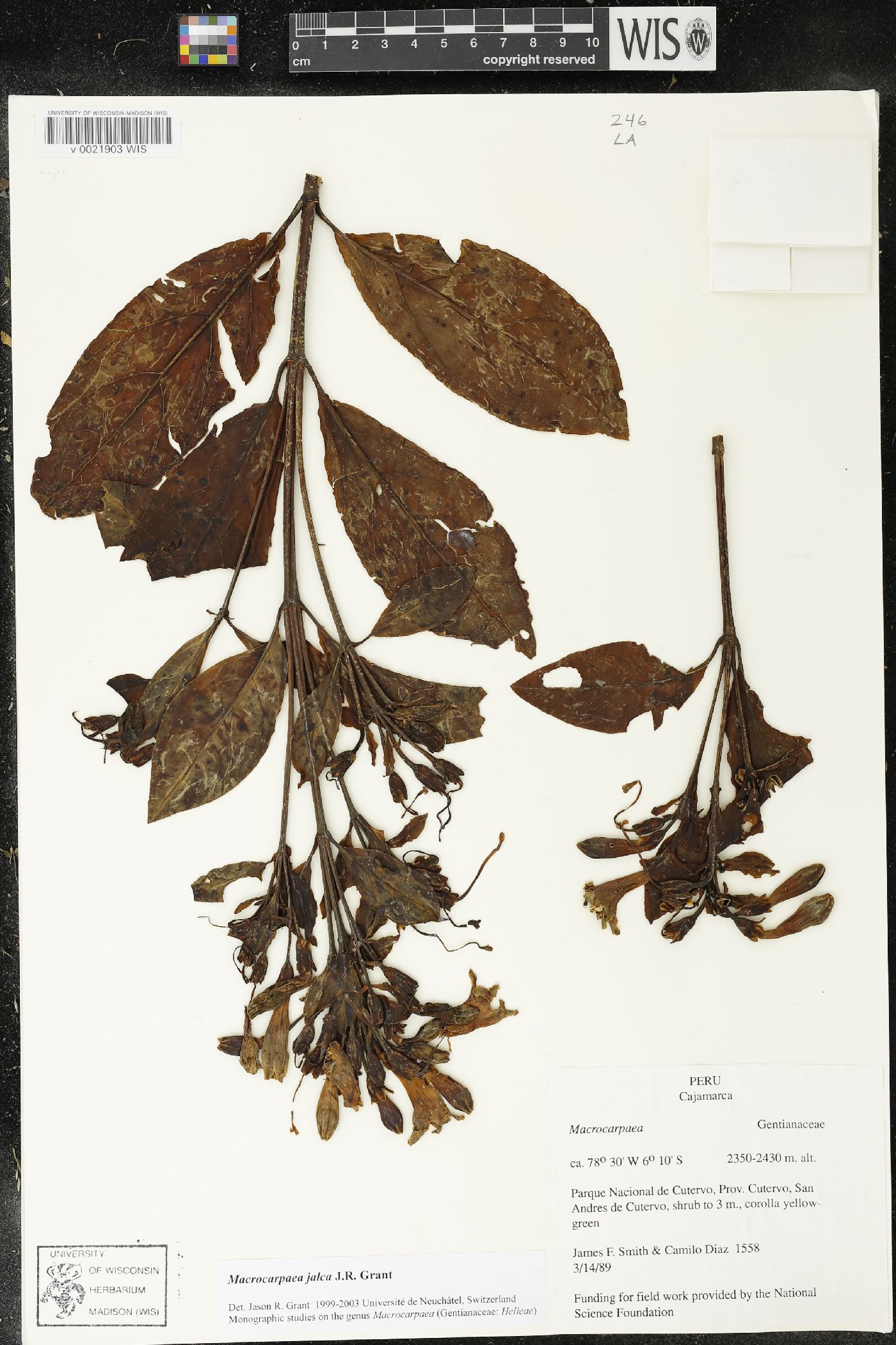 Macrocarpaea jalca image
