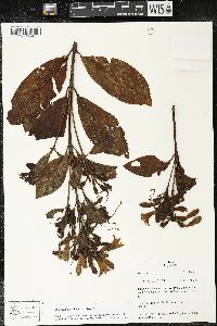 Media resource of Macrocarpaea jalca