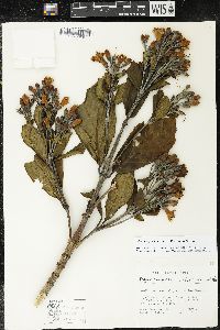 Media resource of Macrocarpaea noctiluca