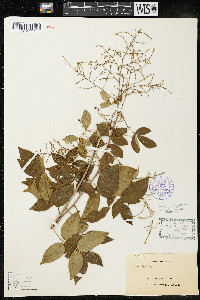 Rhus barclayi image
