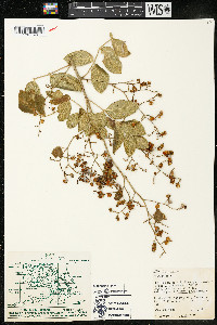 Rhus jaliscana image