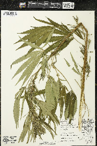 Cannabis sativa image