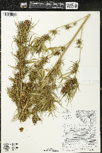 Cannabis sativa image