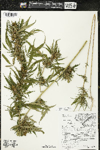 Cannabis sativa image