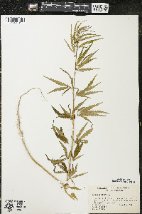 Cannabis sativa image