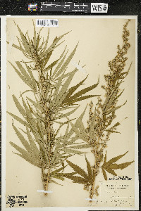 Cannabis sativa image