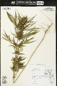 Cannabis sativa image