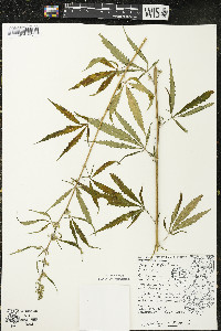 Cannabis sativa image