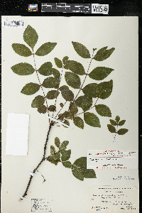 Zanthoxylum americanum image