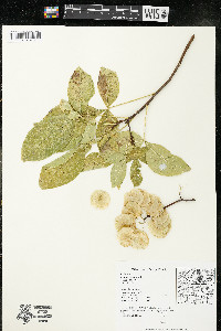 Ptelea trifoliata subsp. trifoliata var. trifoliata image