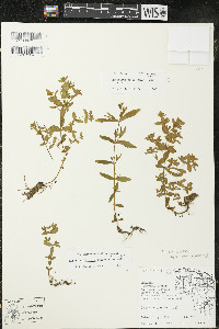 Hypericum majus image