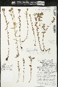 Hypericum boreale image