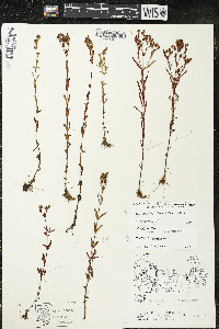 Hypericum canadense image