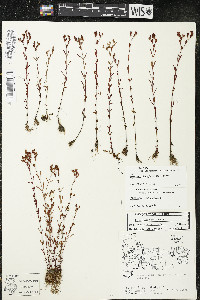 Hypericum x dissimulatum image