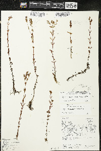 Hypericum x dissimulatum image