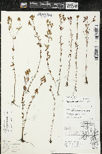 Hypericum majus image